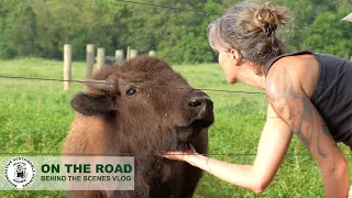 Ohio Bison Ranch | Cherokee Valley Ranch