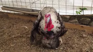 Turkeys mating