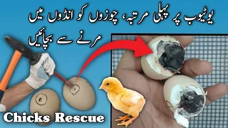 Rescue Chicks from eggs | Save Chicks | Egg Operation | Why chicks Dead in shells