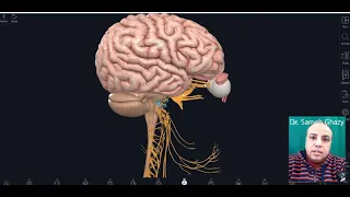 Cranial nerves ( general review )