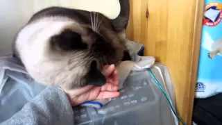 Fat Siamese cat asks for attention