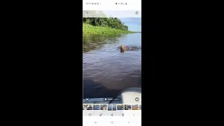 Onça Ataca Pescador