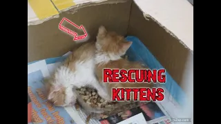 Rescuing Twin Kittens Full Documentary (KRC)