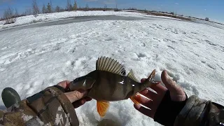 ПОСЛЕДНИЙ ЛЁД, ОКУНЬ ВЕСНОЙ НА БЛЕСНУ И МОРМЫШКУ! РЫБАЛКА В МАЕ ПО КРЕПКОМУ ЛЬДУ!