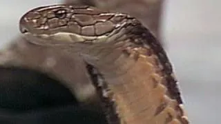 Jake "The Snake" Roberts attacks Randy Savage with a cobra