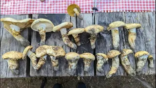 Unusual Songyi (Matsutake) Mushrooms: A Surprising Summer Harvest in Washington State!