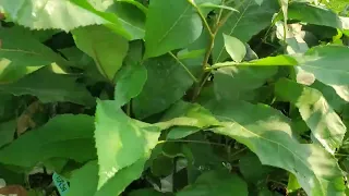 Northern Hardy Pecan (Carya illinoinensis) seedlings growing Aug 25 at TreeTime.ca greenhouses