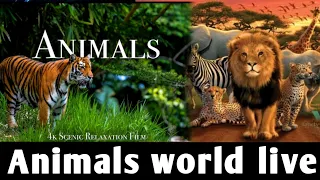 Animals Of The World 4K - Scenic Wildlife Film With Calming Music