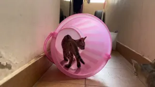 Funny Cat in the Bucket  | Best playing  Compilation For Laugh ! 😹 #cat #fypシ #viralvideo #catlover