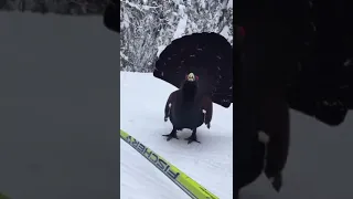 Siberian capercaillie during the mating season.