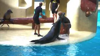 Loro Parque - - Sealion Show 2011 - - Thomson Cruise