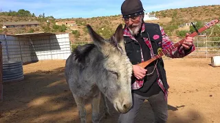 Donkey Loves Beatles music