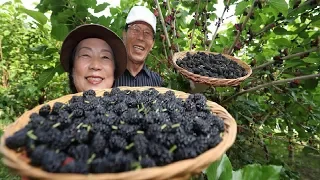 Asian Mulberry Fruit Farm and Harvest - Mulberry Juice Processing - Mulberry Cultivation