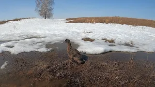 Вызариваем подсадных уток