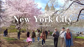 [4K] NYC Walking - Central Park Spring Blossoms | Swedish Cottage | Cherry Hill | Pilgrim Hill