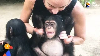 Woman Goes Undercover To Save Baby Chimp's Life  | The Dodo Endangered Species Day