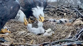 Decorah N2B 17/04/4  07:59 Tandem feeding and brooding