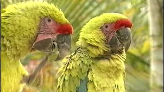 Macaws | Care and Breeding | Part 1 (Full)