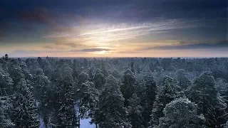 Полёт над зимним лесом | Winter Forest Aerial