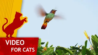 🐈Cat Games - Get That Hummingbird! (Video for Cats to watch) 4K