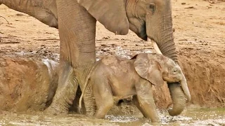 Elephant Herd Helps Rescue a Baby That's Stuck in a Waterhole