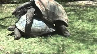 Big Turtles mating