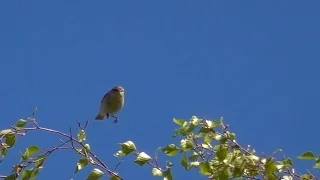 Пеночка-теньковка поет в весеннем лесу [Phylloscopus collybita]