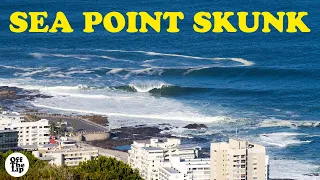 Sea Point Skunk