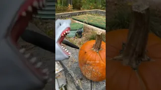 SHARK PUPPET PICKS PUMPKIN!!!!!