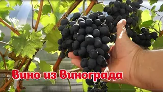 Виноград МОЛДОВА.  Вино в ДОМАШНИХ УСЛОВИЯХ.