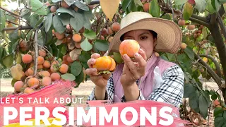 Let's talk about Persimmon varieties!