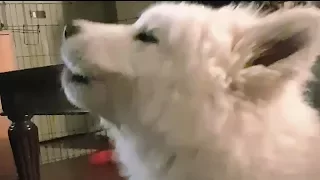 Samoyed Puppy Howls at Trumpet