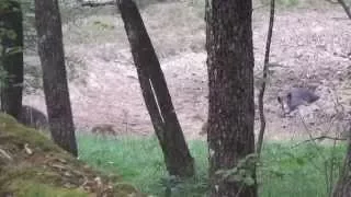 Wild Boar Hunting Croatia