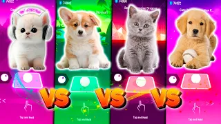 CUTE CAT GUMMY BEAR VS CUTE DOG MAROON 5 SUGAR VS CUTE CAT BELIEVER VS CUTE DOG NEW RULES DUA LIPA