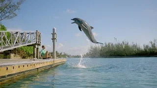 Dolphin Kick (2019) - Extended Trailer