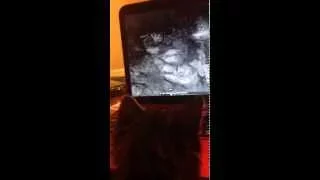 Funny cats: Coco loves the walking dead!