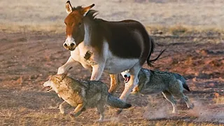 These Donkeys fight Wolves and Leopards! Kiangs are fast, strong and hardy!