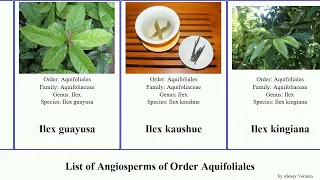 List of Angiosperms of Order Aquifoliales ilex holly helwingia large female mountain smooth mate