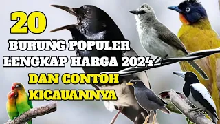 20 JENIS BURUNG KICAU TERBAIK, TERPOPULER DI INDONESIA LENGKAP DENGAN HARGANYA 2024 +CONTOH KICAUAN