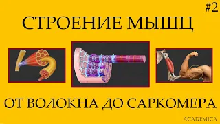 2. Строение мышц (поперечно-полосатой скелетной мышечной ткани). Саркомер.