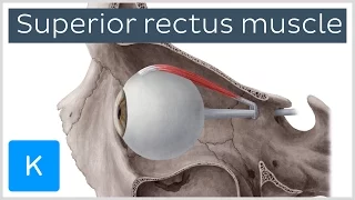 Superior Rectus Muscle of the Eye (preview) - Human Anatomy | Kenhub
