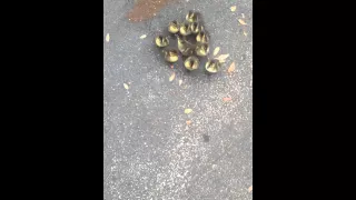 Ducklings Think I'm their mom!!!