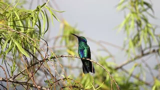 Sparkling Violetear - Oreja-Violeta de Vientre Azul - Colibri coruscans