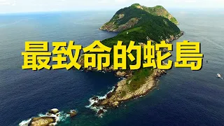 全世界最致命的蛇島，上島超過40分鐘，就很有可能會喪命，巴西大凱馬達島，Ilha da Queimada Grande，the deadliest snake Island in the world