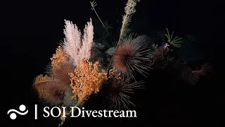 Seamount JF1 Deep | SOI Divestream 648