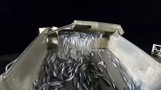 Herring fishing outside Lofoten Norway