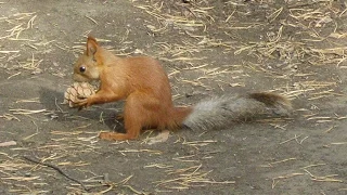 Рыжая белка. / Red squirrel.