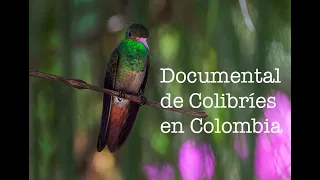 Documental de Colibríes en Colombia