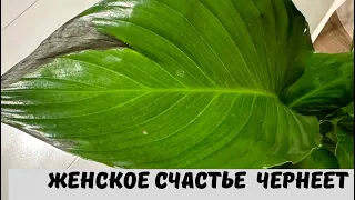 Женское Счастье (Спатифиллум) с Черными Листьями