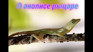 Анолис рыцарь